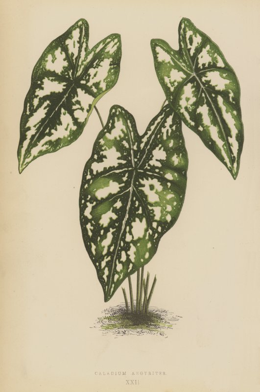Caladium Argyrites - English School
