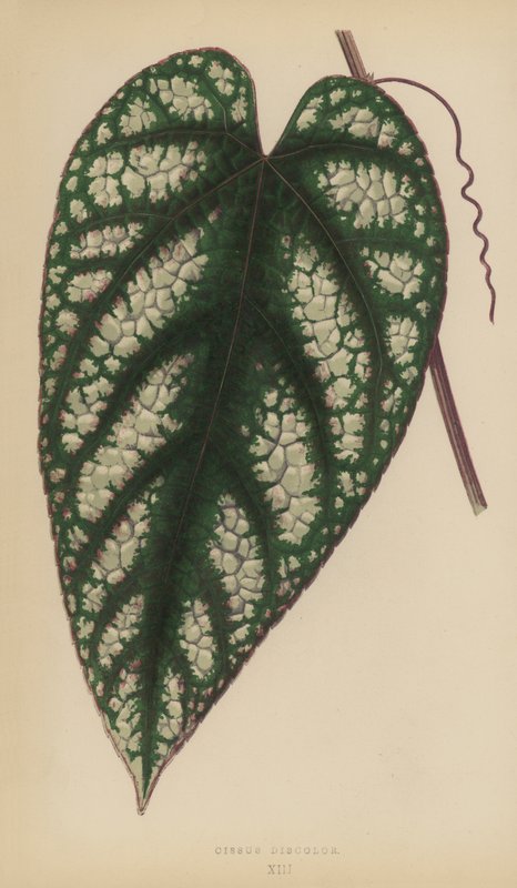 Cissus Discolor - English School