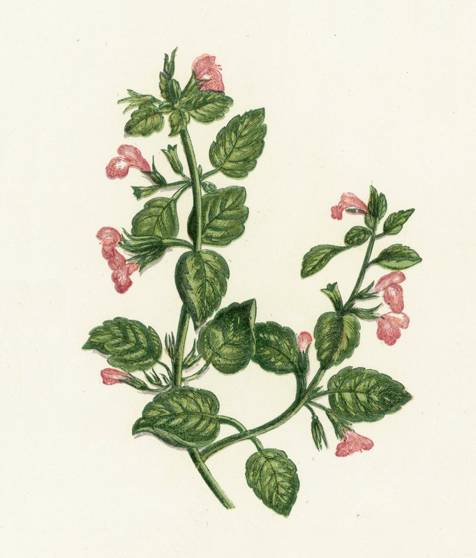 Calament officinal, Calamintha Officinalis - English School