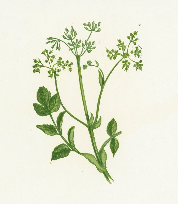 Panais sauvage, Pastinaca Sativa - English School