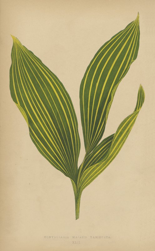 Convallaria Majalis Variegata - English School
