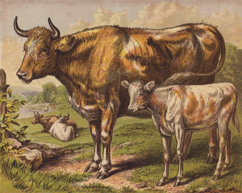 Vache et veau - English School