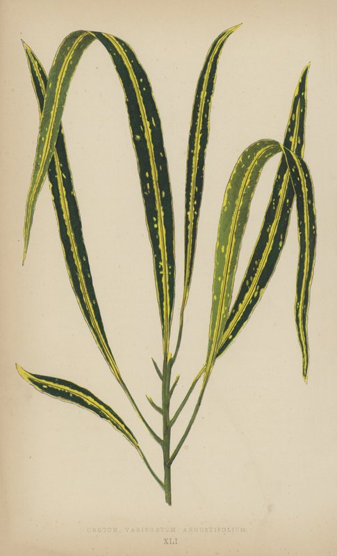 Croton Variegatum Angustifolium - English School