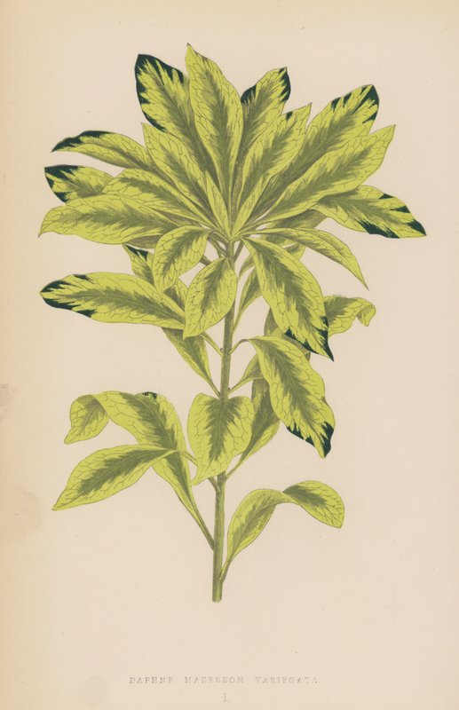 Daphne Mazereon Variegata - English School