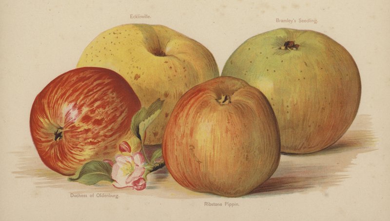 Ecklinville, Bramleys Seedling, Duchesse d