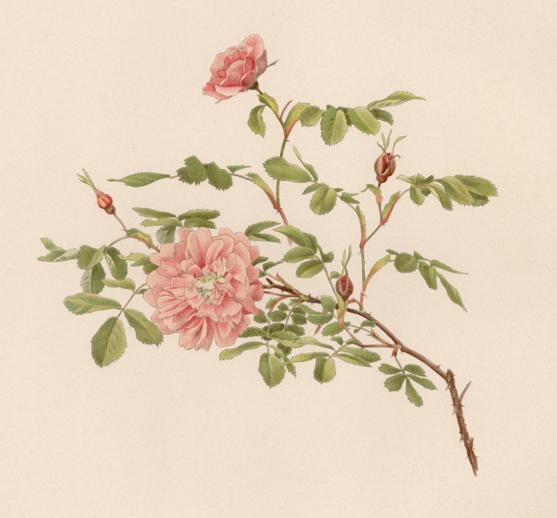 Rose anglaise - English School