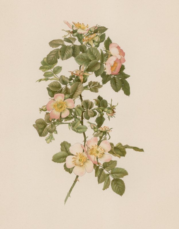 Rose anglaise - English School