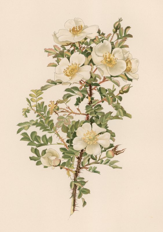 Rose anglaise - English School