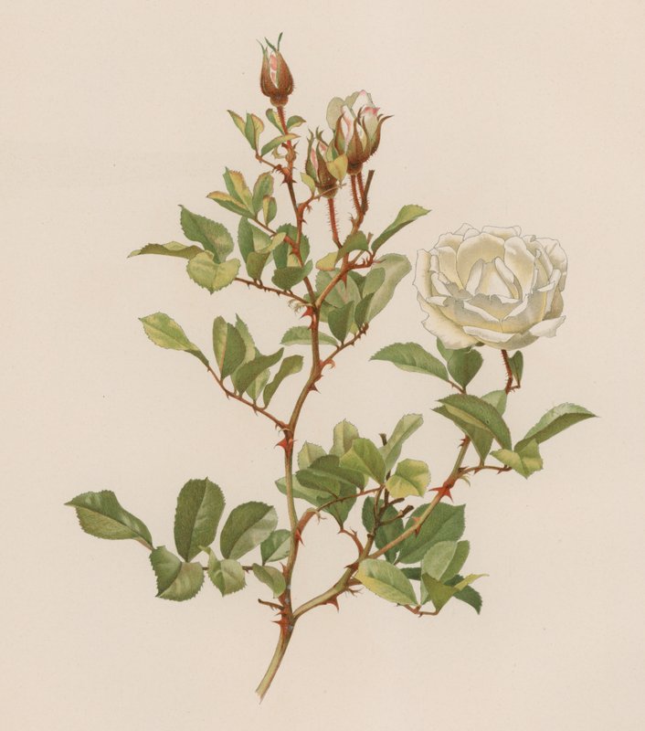 Rose anglaise - English School