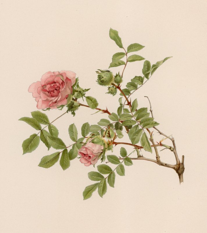 Rose anglaise - English School