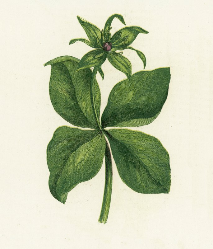 Parisette à quatre feuilles, Paris Quadrifolia - English School