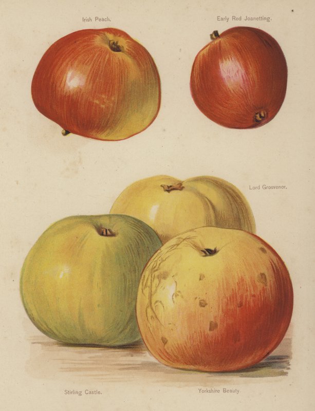 Pêche d