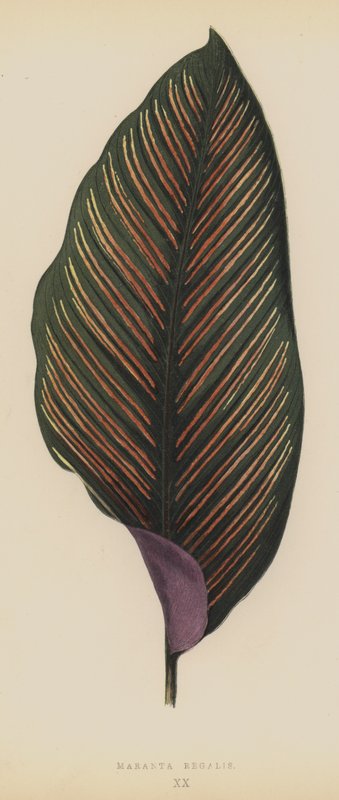 Maranta Regalis - English School