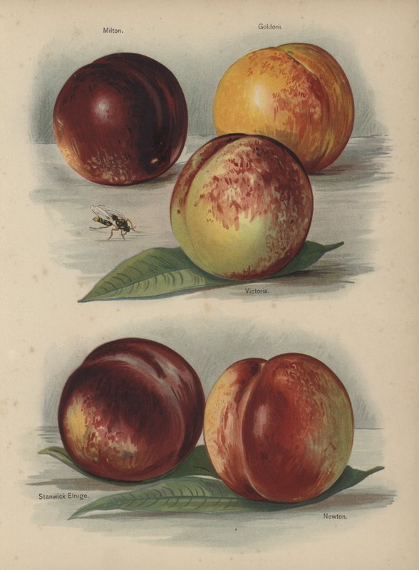 Milton, Goldoni, Victoria, Stanwick Elruge, Newton - English School