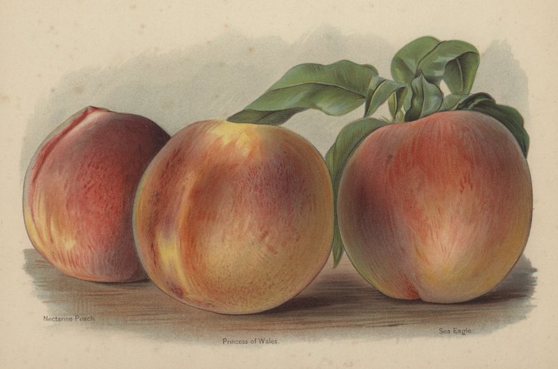 Nectarine Peach, Princess of Wales, Sea Eagle - English School