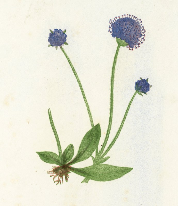 Scabieuse succise, Scabiosa Succisa - English School