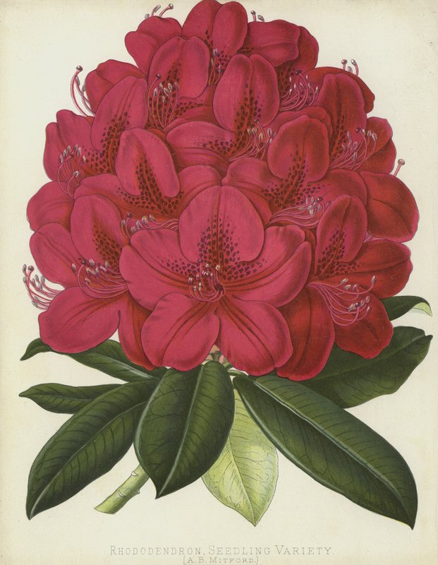 Rhododendron, variété de semis, A B Mitford - English School