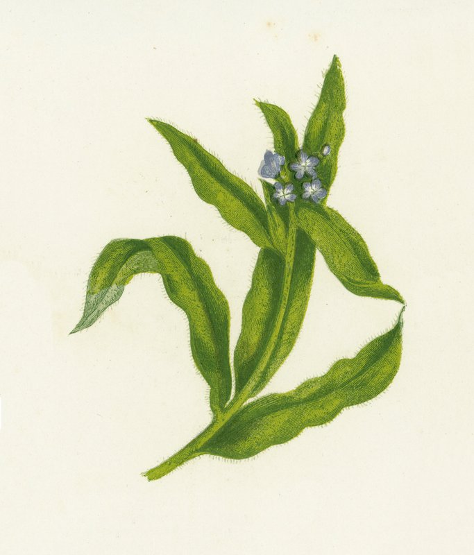 Buglosse des champs, Lycopsis Arvensis - English School