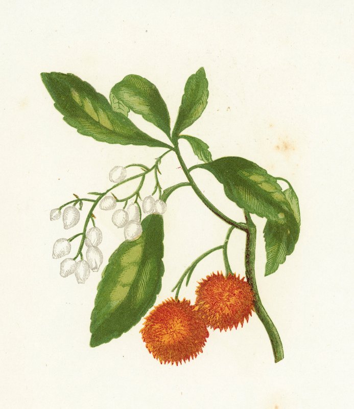 Arbousier, Arbutus Unedo - English School