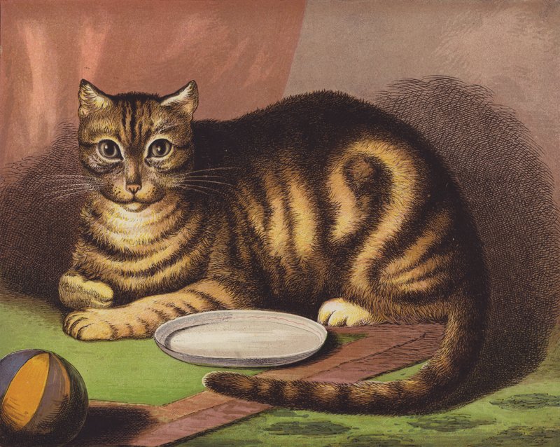 Le chat - English School