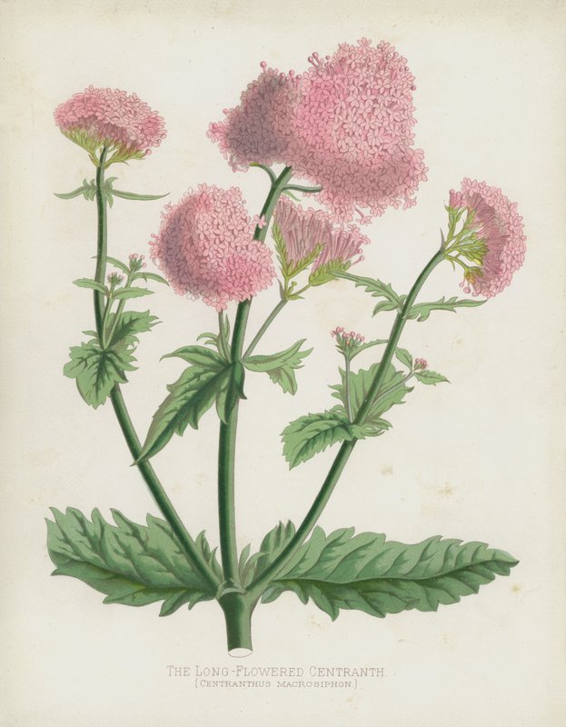Le Centranthe à Longues Fleurs, Centranthus Macrosiphon - English School