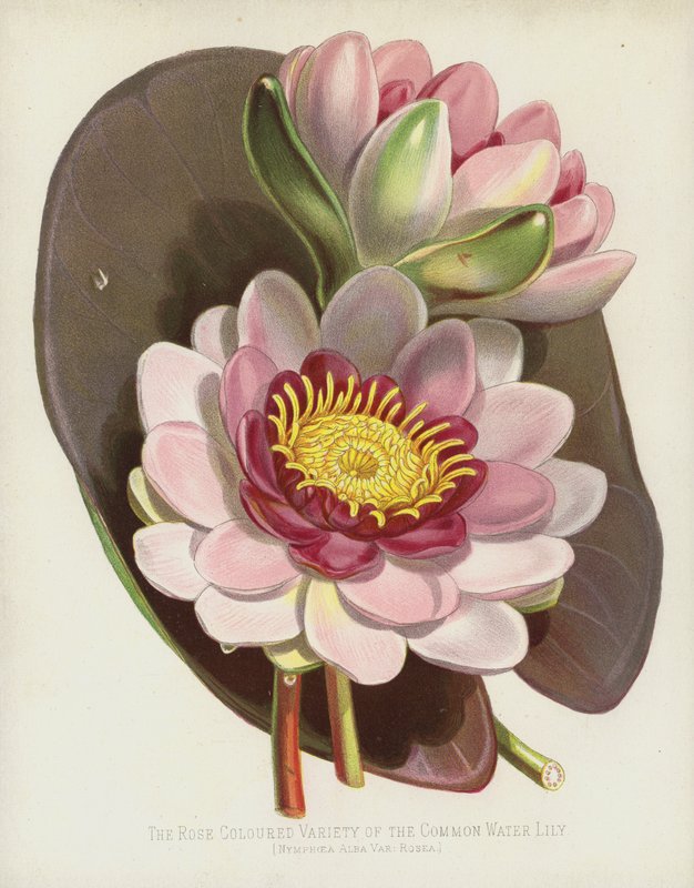 La variété rose du nénuphar commun, Nymphaea Alba, var Rosea - English School