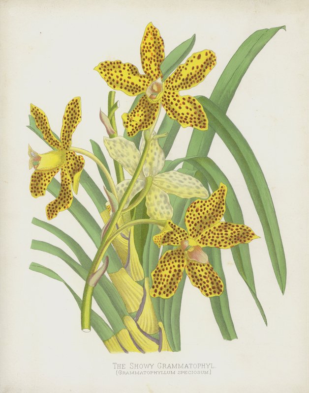 Le Grammatophylum Éclatant, Grammatophyllum Speciosum - English School