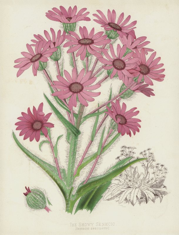 Le Séneçon Éclatant, Senecio Speciosus - English School
