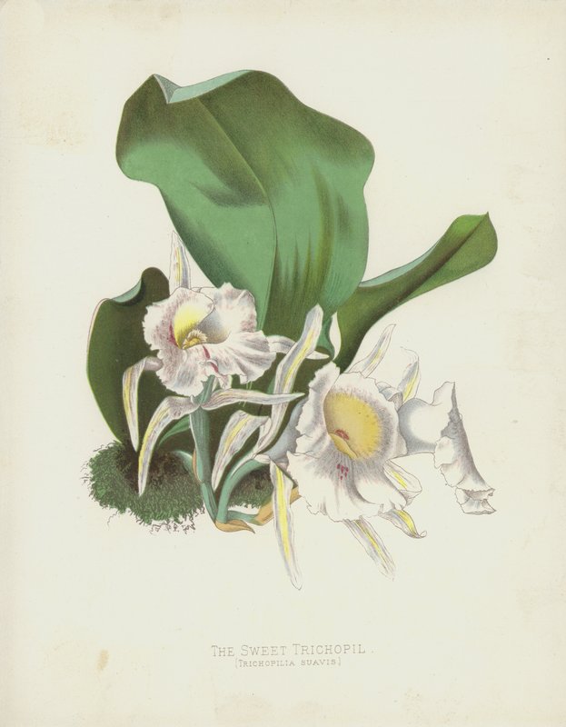 Le Trichopil Sucré, Trichopilia Suavis - English School