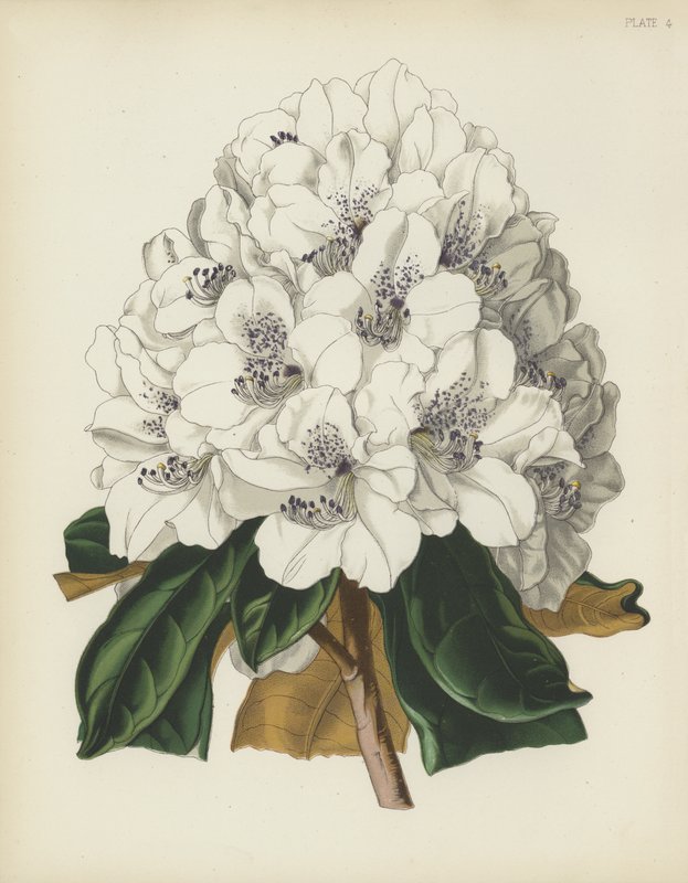 Le Rhododendron Cunningham blanc, Rhododendron Cinnamomeum; var Cunninghami - English School