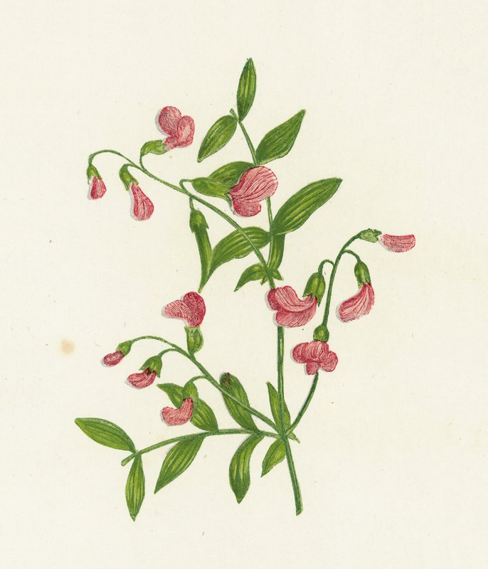 Orobe tubéreuse, Orobus Tuberosus - English School