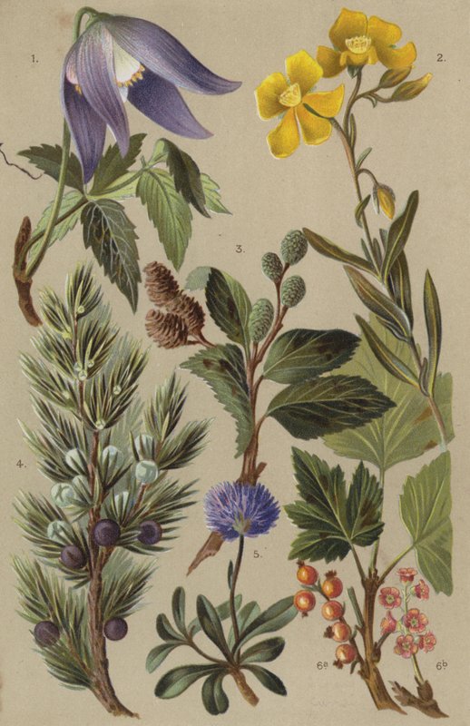 Flore alpine - European School