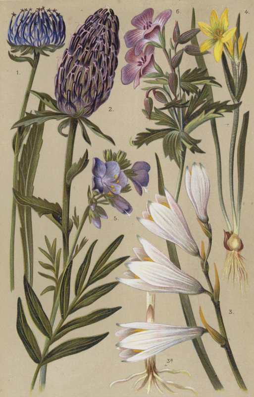 Flore alpine - European School