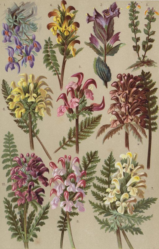 Flore alpine - European School