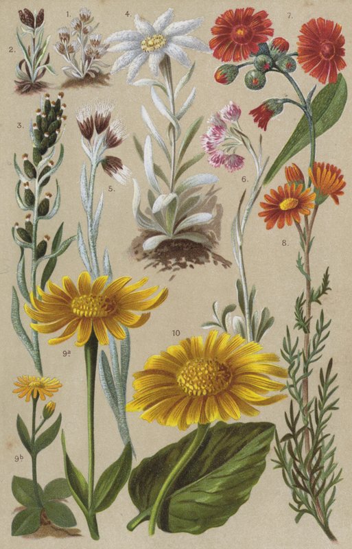 Flore alpine - European School