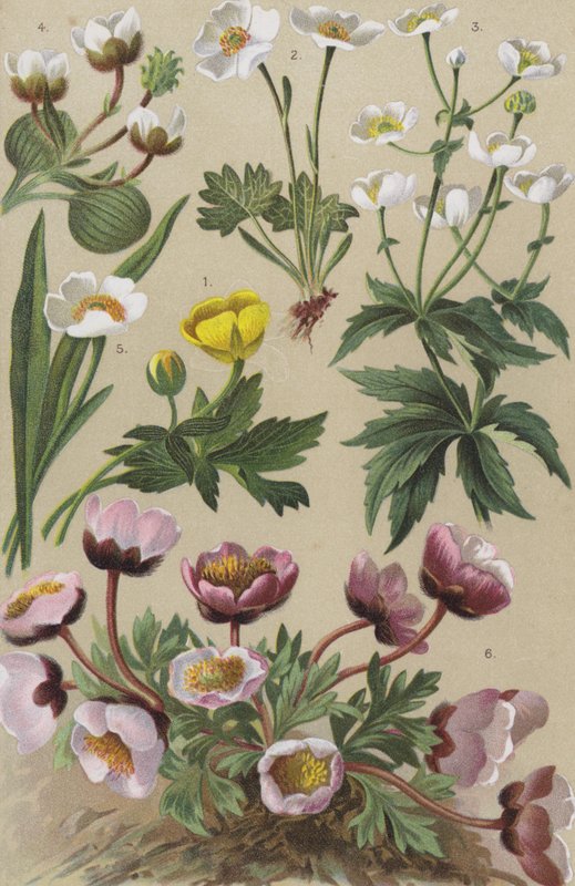 Flore alpine - European School