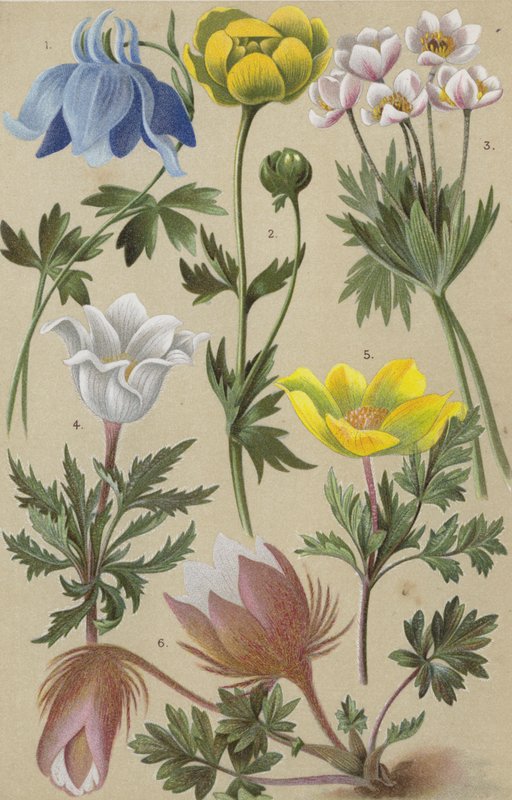 Flore alpine - European School