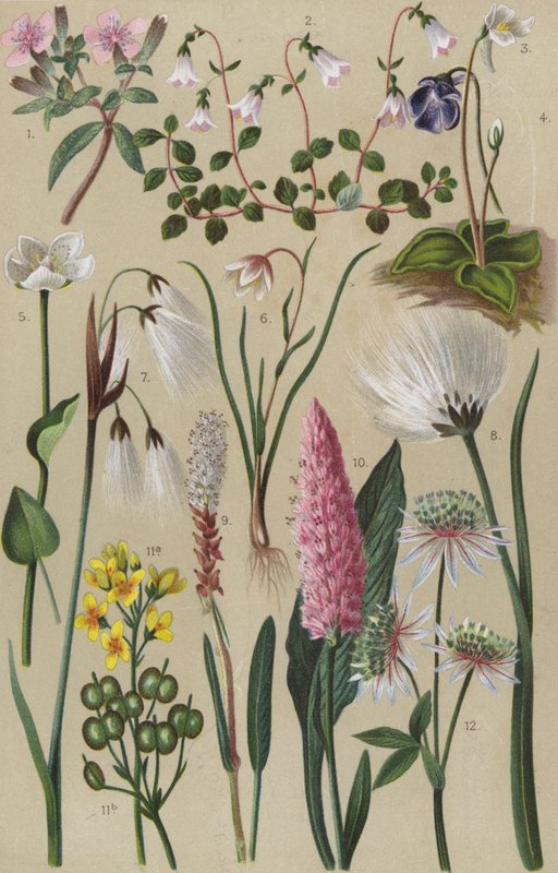 Flore alpine - European School