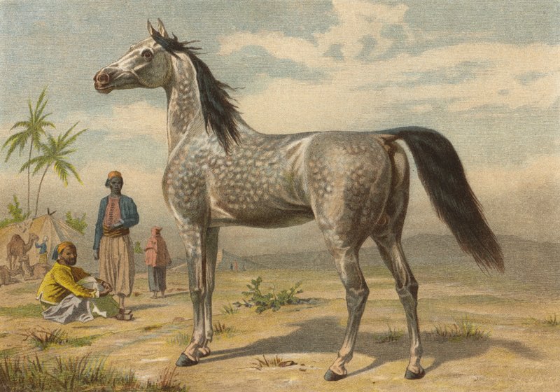 Cheval arabe - European School