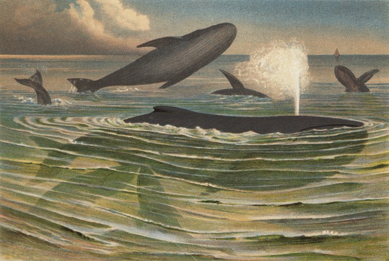 Baleine à bosse - European School