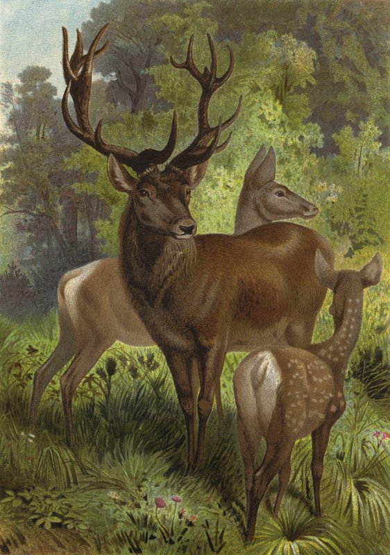 Cerf noble - European School