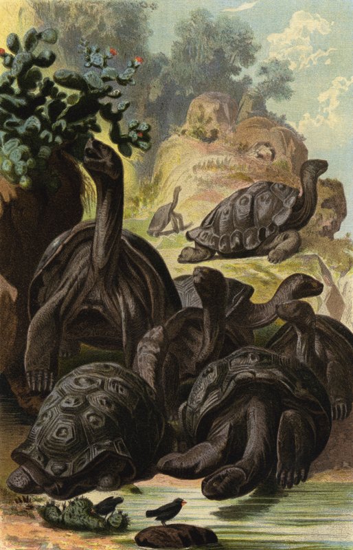Tortue géante des Galápagos - European School