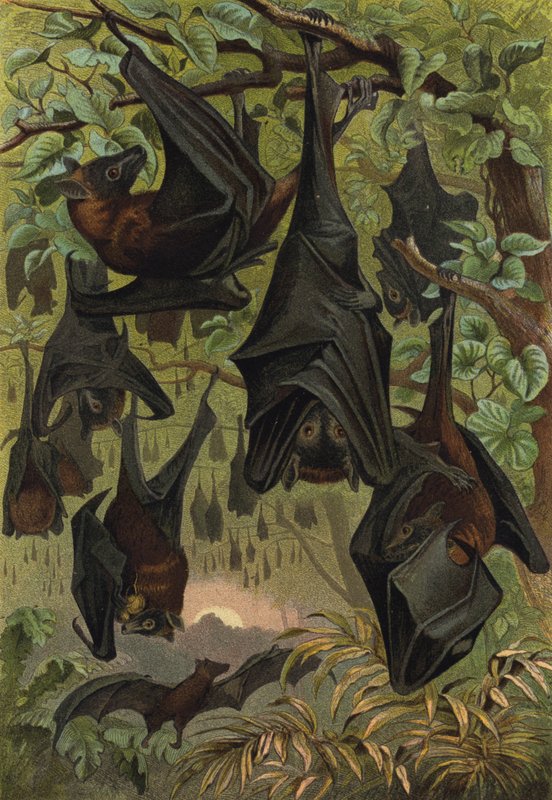 Renard volant - European School