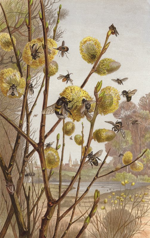 Image printanière de la vie des insectes - European School