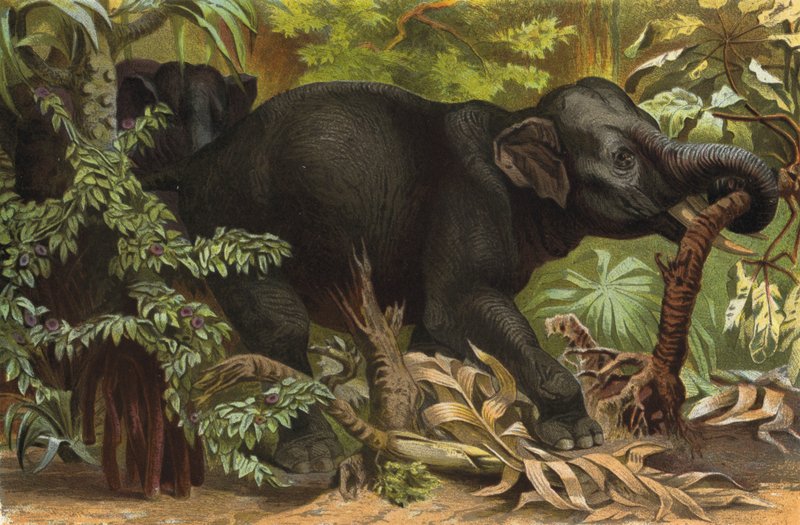 Éléphant indien - European School