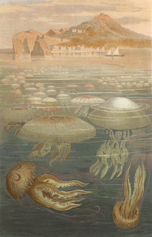 Méduses - European School