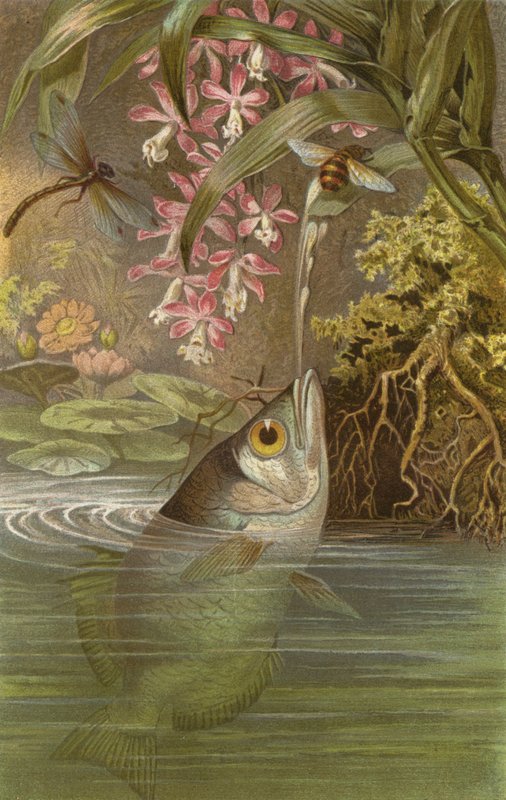 Poisson archer - European School