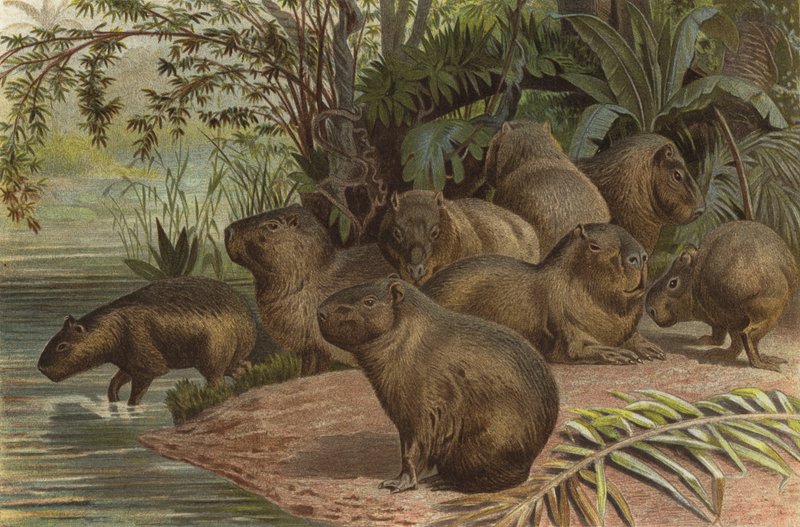 Capybara - European School