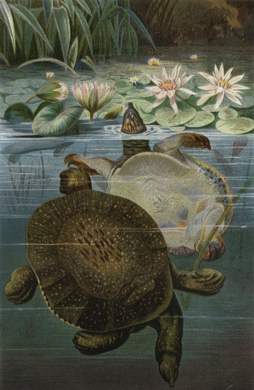 Tortue molle - European School