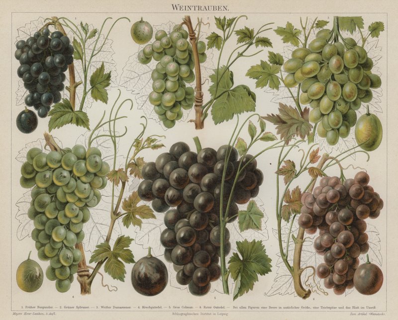 Raisins - German School